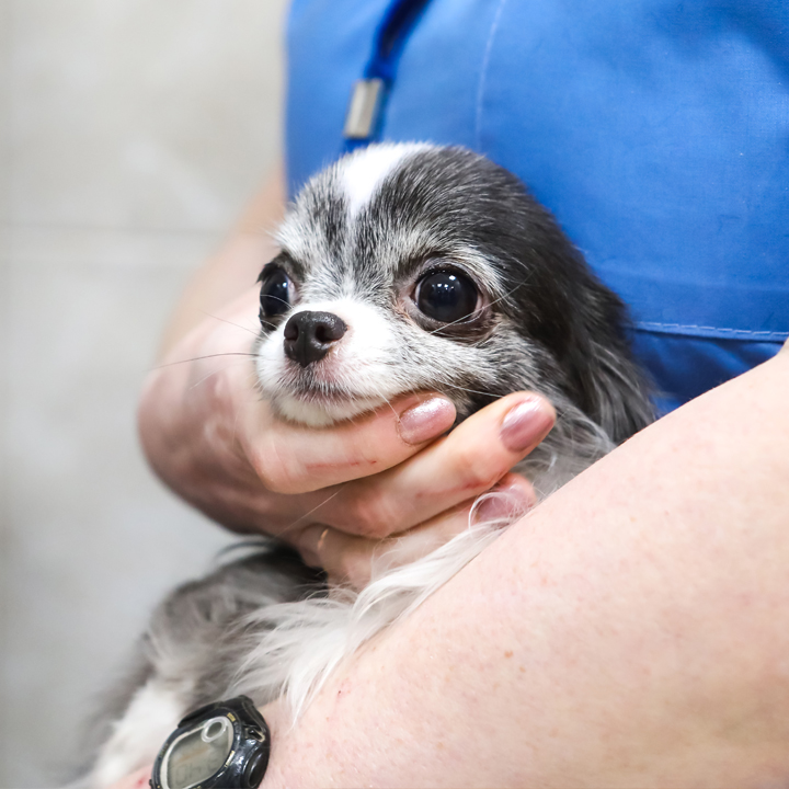 Cancer Treatment for Pets