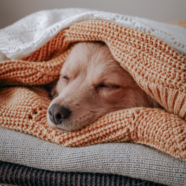 dog snuggled up in blankets.