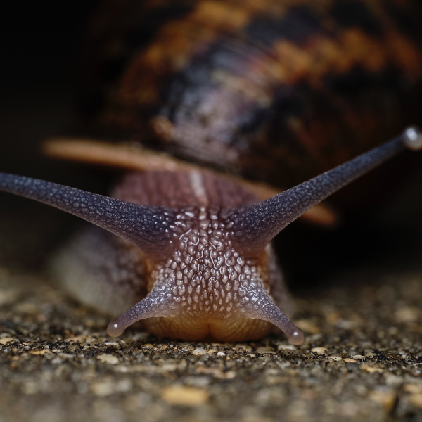 Pet safety around slug and snail bait