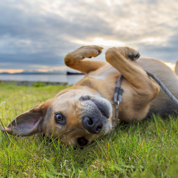 How to choose the right parasite protection for your dog