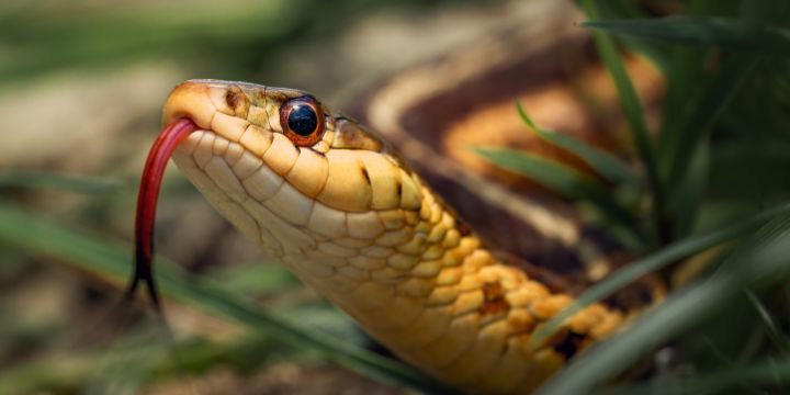 What You Need to Know About Snake Bites and Pets 