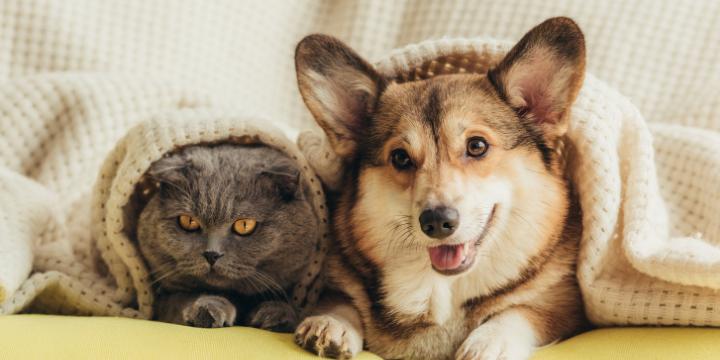 Your furry companions are an integral part of your life, and ensuring their well-being contributes to a happier and more fulfilling year for both of you. Here are five ways to kickstart the new year with your pet on the right paw.