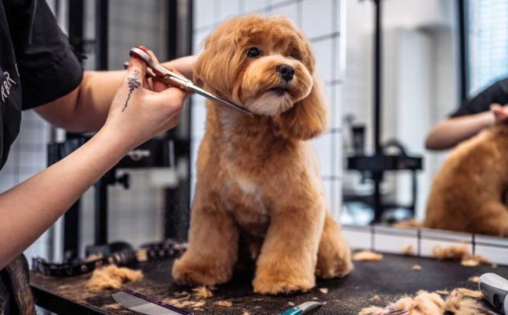 Pre-Spring Grooming Tips for Pets: Freshen Up for the New Season